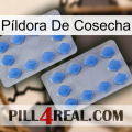 Píldora De Cosecha 20